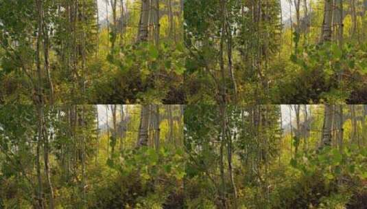 穿过小树林绿色树木高清在线视频素材下载