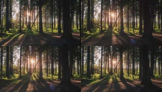 落日的森林高清在线视频素材下载