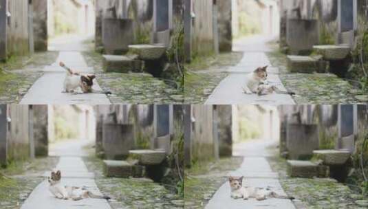 徽州古村落里的小猫高清在线视频素材下载