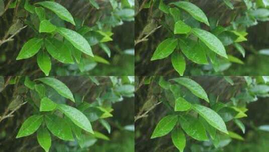 下雨天树叶雨水滴叶子茶树雨水雨滴茶叶特写高清在线视频素材下载