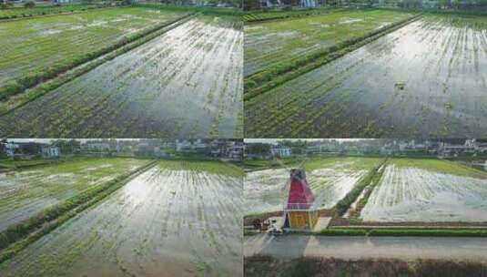 4k水稻培育秧苗粮食安全绿色稻田生态航拍高清在线视频素材下载