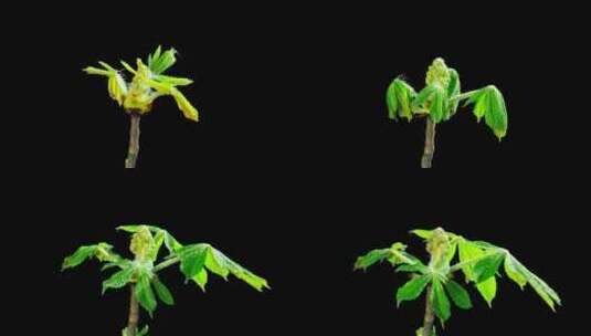 盛开的栗子树枝花蕾，ALPHA哑光延时拍摄高清在线视频素材下载
