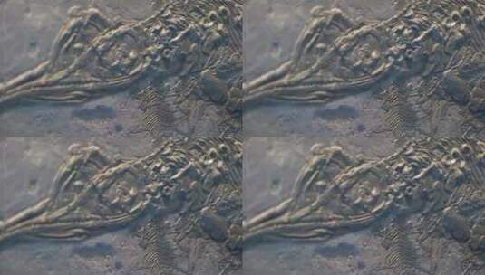 贵州龙博物馆化石高清在线视频素材下载