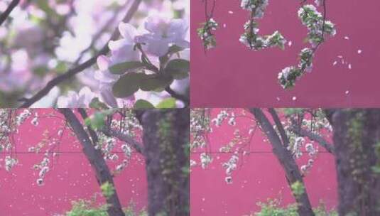 海棠花花瓣飘落高清在线视频素材下载