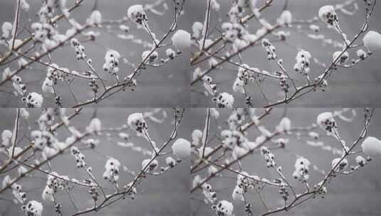 雪中树枝下雪场景飘雪冬季视频高清在线视频素材下载