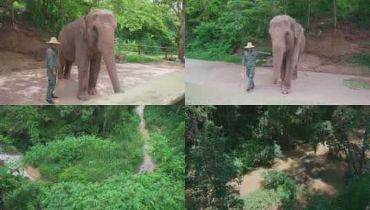 西双版纳野象谷大象高清在线视频素材下载