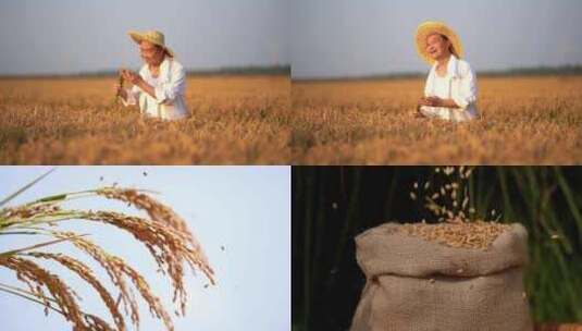 农民喜悦 农业水稻丰收 丰收喜悦高清在线视频素材下载