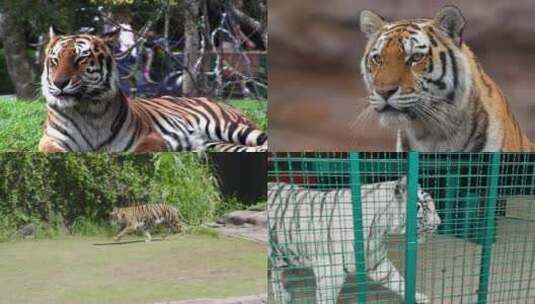 [合集]老虎坐动物园里高清在线视频素材下载