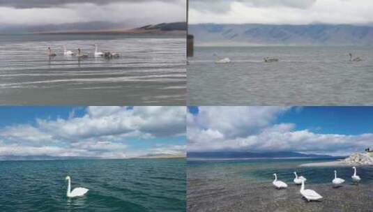 4K航拍赛里木湖白天鹅高清在线视频素材下载