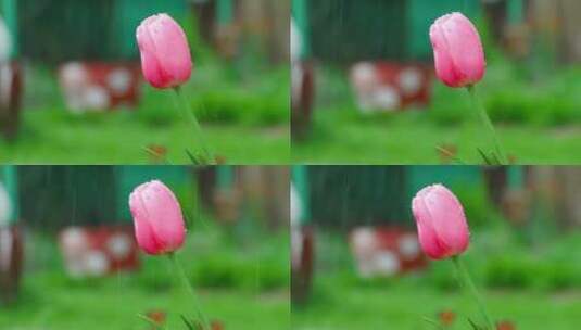 特写雨中的花朵高清在线视频素材下载