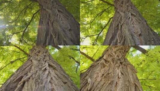 晾马台遗址明月禅寺 晾马台遗址 明月禅寺高清在线视频素材下载