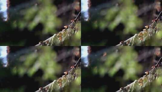 帝王蝶的栖息地、森林中的蝴蝶特写高清在线视频素材下载
