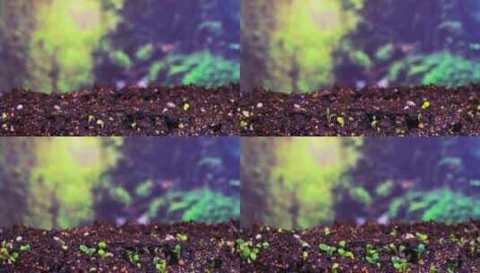 中药材黄芩子种子发芽生长延时植物生长高清在线视频素材下载