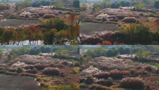 杭州余杭区北湖草荡湿地秋天风光航拍高清在线视频素材下载