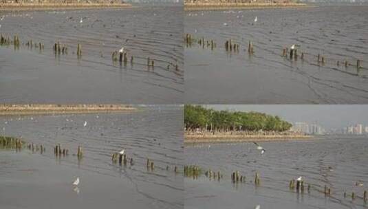 4K实拍深圳湾湿地公园海鸥候鸟栖息高清在线视频素材下载