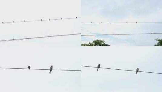 电线杆上的燕子实拍高清在线视频素材下载