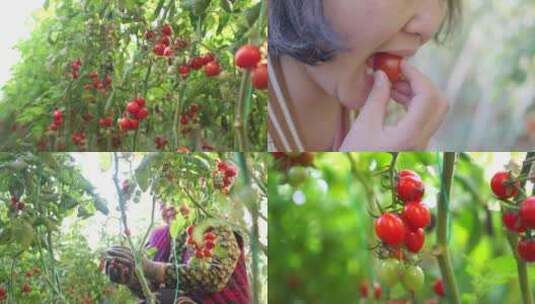 小番茄 圣女果 农业种植高清在线视频素材下载