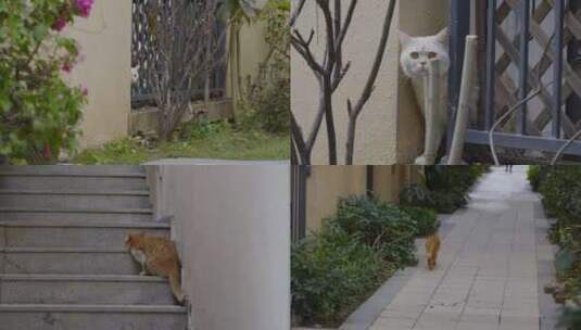 广州黄埔野猫家猫高清在线视频素材下载