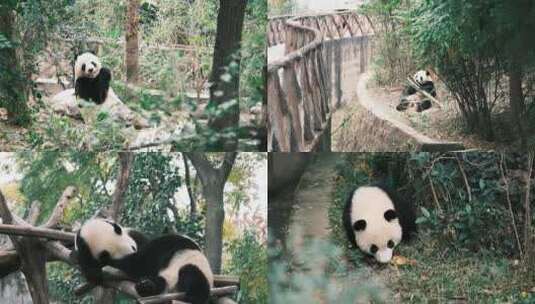 大熊猫开心吃竹子成都大熊猫基地熊猫睡觉玩高清在线视频素材下载