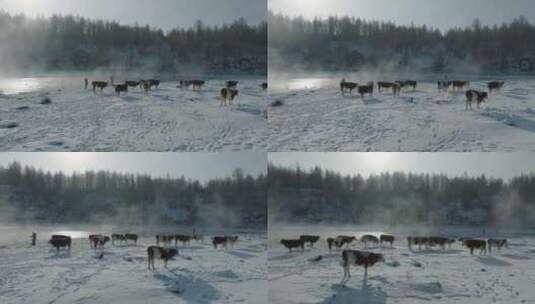 不冻河的牛很牛高清在线视频素材下载