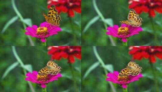 蝴蝶花朵飞舞美丽蝴蝶高清在线视频素材下载