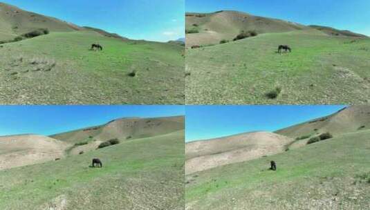 山坡上的马高清在线视频素材下载