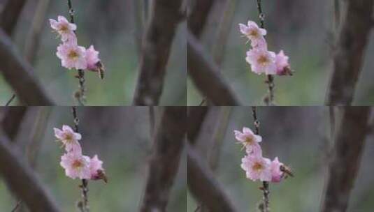 蜜蜂在梅花花朵上采蜜高清在线视频素材下载