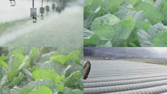 蔬菜大棚种植合集高清在线视频素材下载