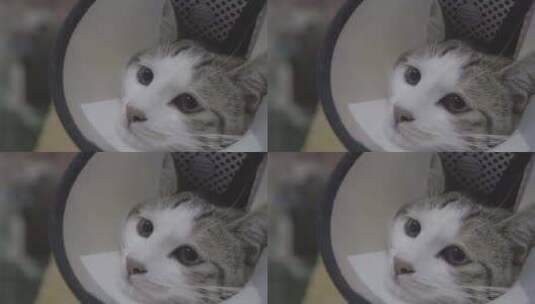 宠物医院里的中华田园猫高清在线视频素材下载