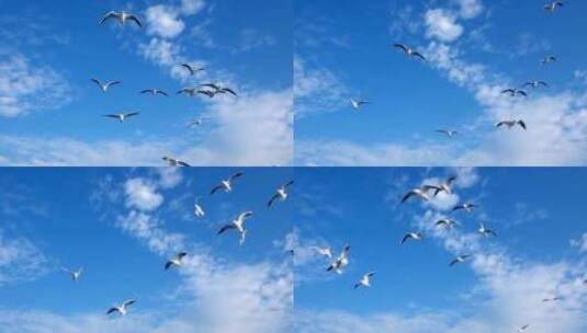 海面飞舞的海鸥群高清在线视频素材下载