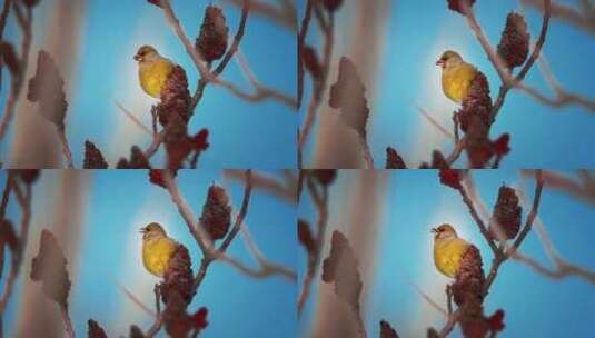 树枝上觅食的金翅鸟高清在线视频素材下载
