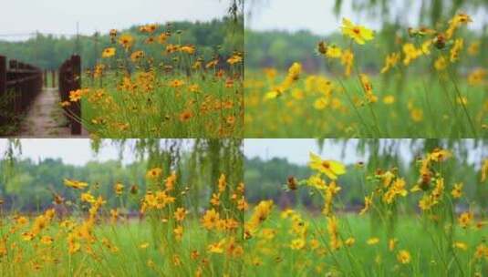 空镜户外自然风景花花草草高清实拍高清在线视频素材下载