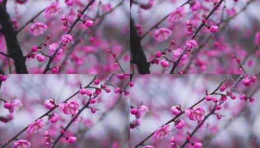 雪中梅花 雨中腊梅花 红色腊梅 0982高清在线视频素材下载