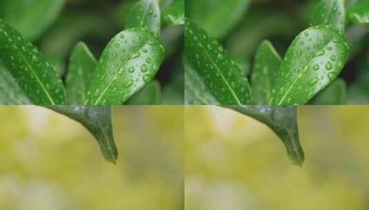 下雨天意境素材高清在线视频素材下载