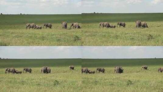 大象 亚洲象 非洲象高清在线视频素材下载