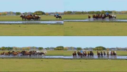 草原上奔驰的骏马高清在线视频素材下载