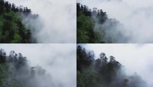 【合集】雨后云雾缭绕的森林高清在线视频素材下载
