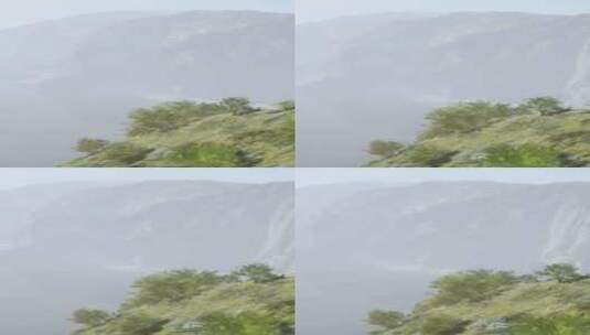 一座神秘的被雾覆盖的山，一棵孤独的树站在高清在线视频素材下载