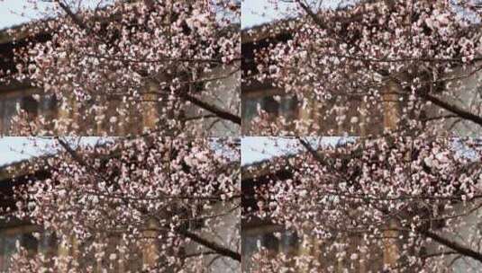 春天园林古风窗户下的杏花树高清在线视频素材下载