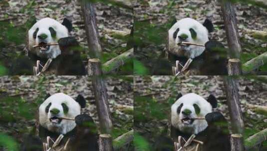动物大熊猫高清在线视频素材下载