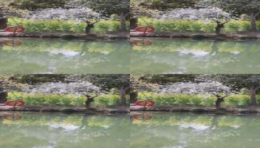 春天的杭州阿里巴巴西溪园区鲜花盛开竖版高清在线视频素材下载