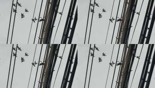 天空鸽子飞鸟【120帧】天空一群鸟飞过高清在线视频素材下载