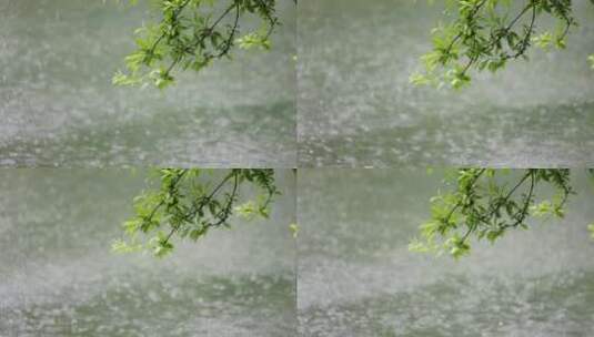 （慢镜）下雨天雨水落在湖面上绿叶摇曳高清在线视频素材下载