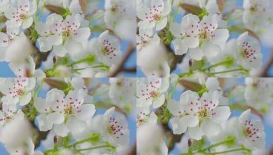 春天盛开的梨花高清在线视频素材下载