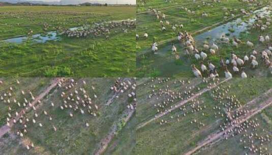 柴达木盆地夕阳下的羊群高清在线视频素材下载
