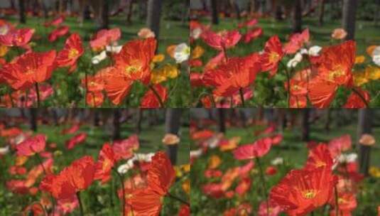 4K春天花开虞美人春天植物实拍视频高清在线视频素材下载