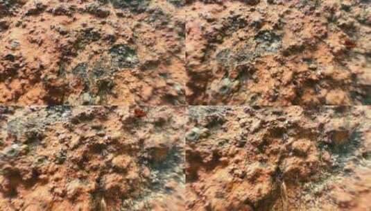 石头上的蚂蚁高清在线视频素材下载