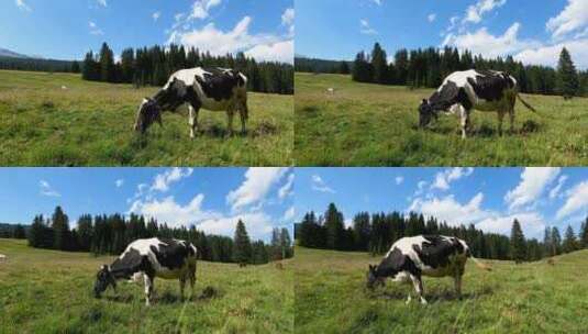 吃草的奶牛有机牧场草饲奶牛天然牧场高清在线视频素材下载