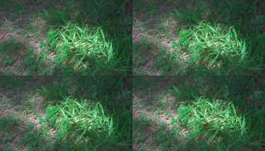 地面植物阳光洒在植物上高清在线视频素材下载