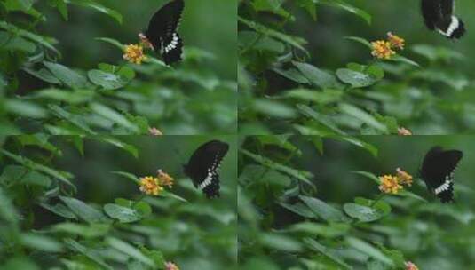 微距拍摄蝴蝶在五色花上授粉高清在线视频素材下载